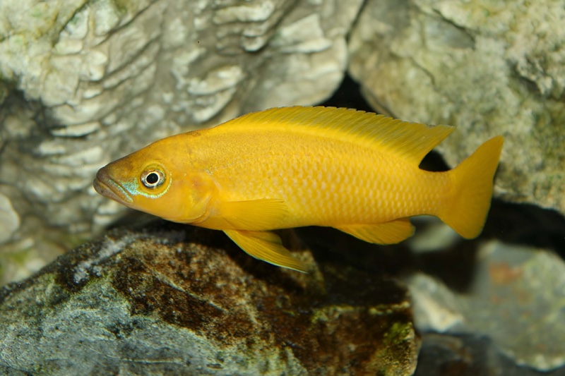 Neolamprologus leleupi 'Uvira'